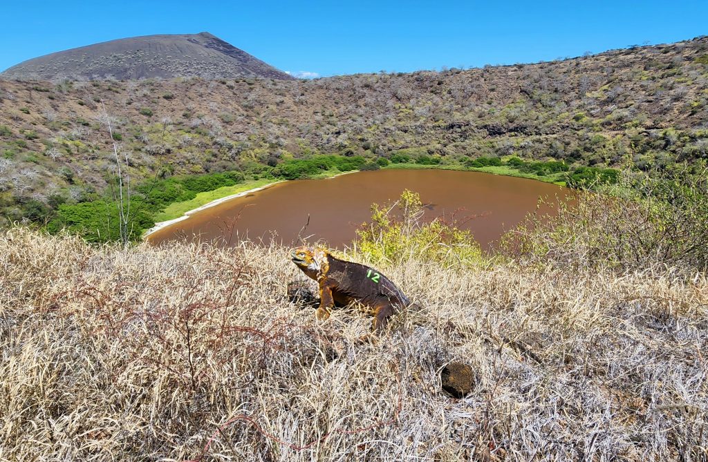 The First Reproduction of Land Iguanas on Santiago Island after Almost 200 Years