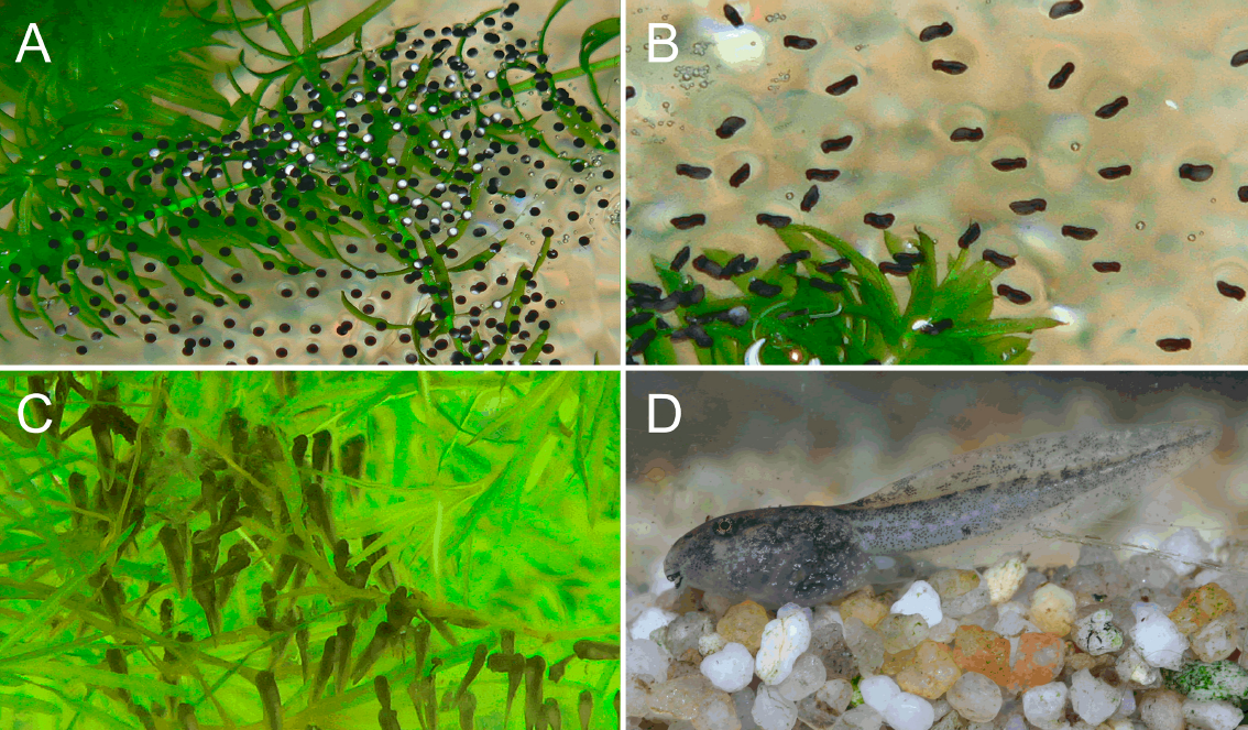 Reproduction and Development of the Dark-sided Frog Hylarana nigrovittata Sensu Lato at the Cologne Zoo