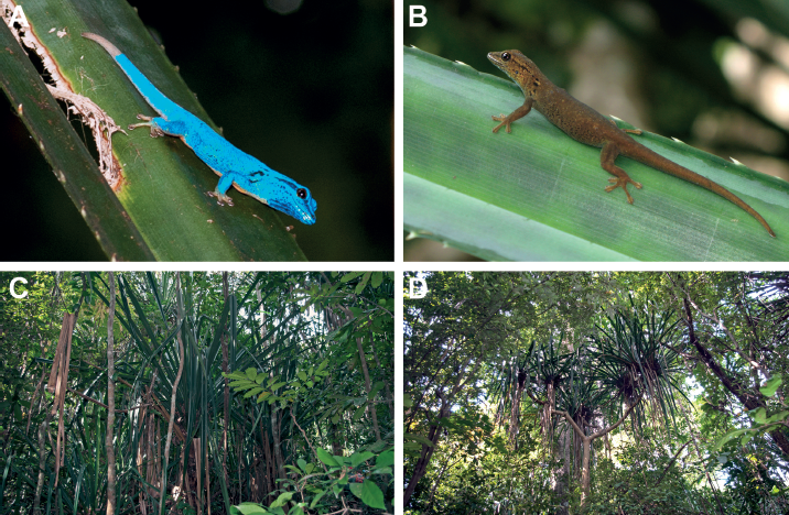 Watching Extinction Happen: the Dramatic Population Decline of the Critically Endangered Tanzanian Turquoise Dwarf Gecko, Lygodactylus williamsi