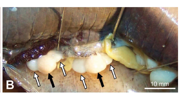 Age and Fecundity in Salamandra algira (Caudata Salamandridae)