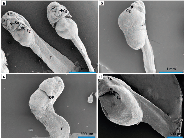 Thermal Tolerance Limits and Effects of Temperature on the Growth and Development of the Green Toad, Bufotes viridis
