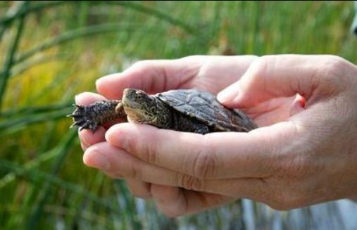 Woodland Park Zoo Releases Western Pond Turtles to Protected Wetlands