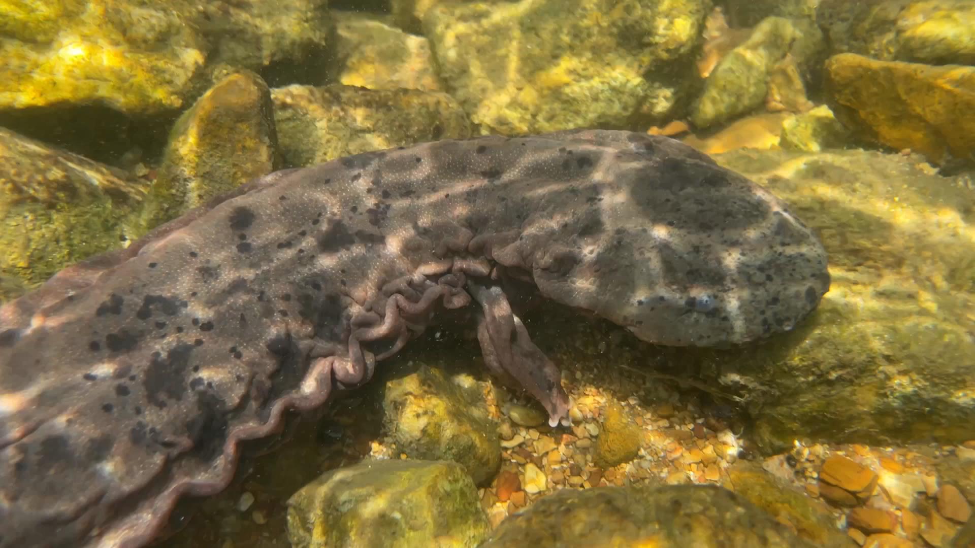 Historic Conservation Milestone of Ozark Hellbenders Was Achieved!