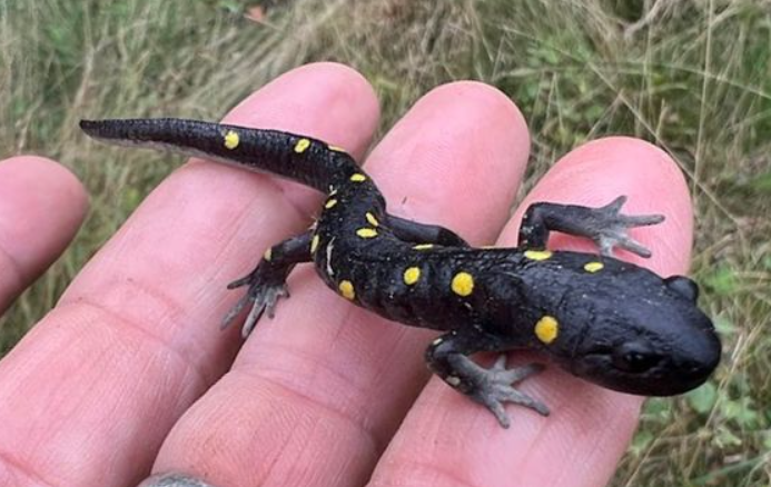 A Healthier Pet Trade Could Prevent a Looming American Amphibian Apocalypse