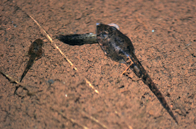 Declining Amphibian Population and Possible Ecological Consequences – a Review