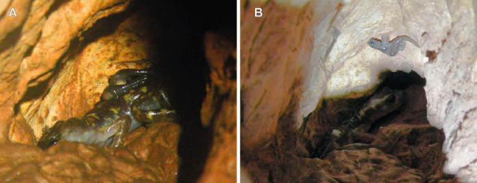 Nesting of Cave Salamanders (Hydromantes flavus and H. italicus) in Natural Environments