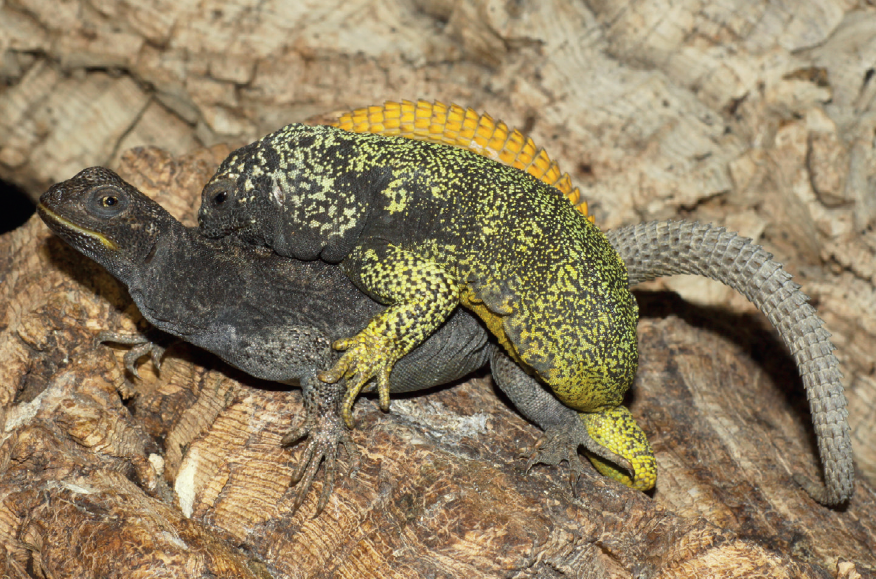 Phymaturus cf. palluma in Captivity: Observations on its Reproduction and Biology