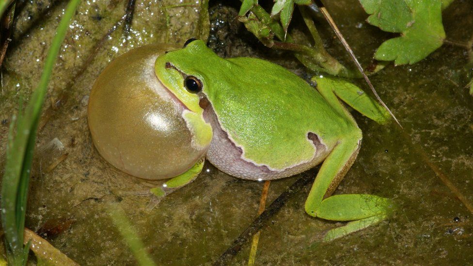 Scientists Registered a Rapid Increase in Frog Numbers after Mass Pond Digging in Aargau