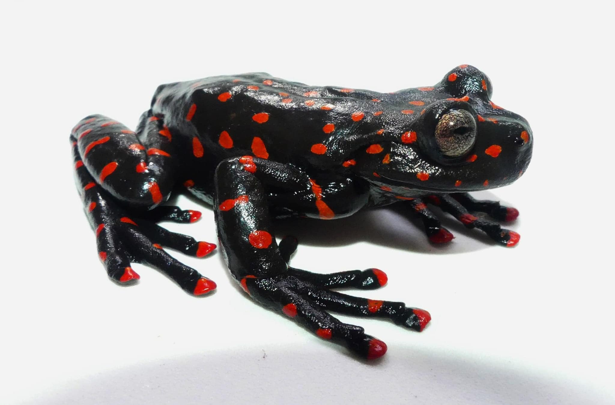 A Spectacular New Species of Hyloscirtus (Anura Hylidae) from the Cordillera de Los Llanganates in the Eastern Andes of Ecuador