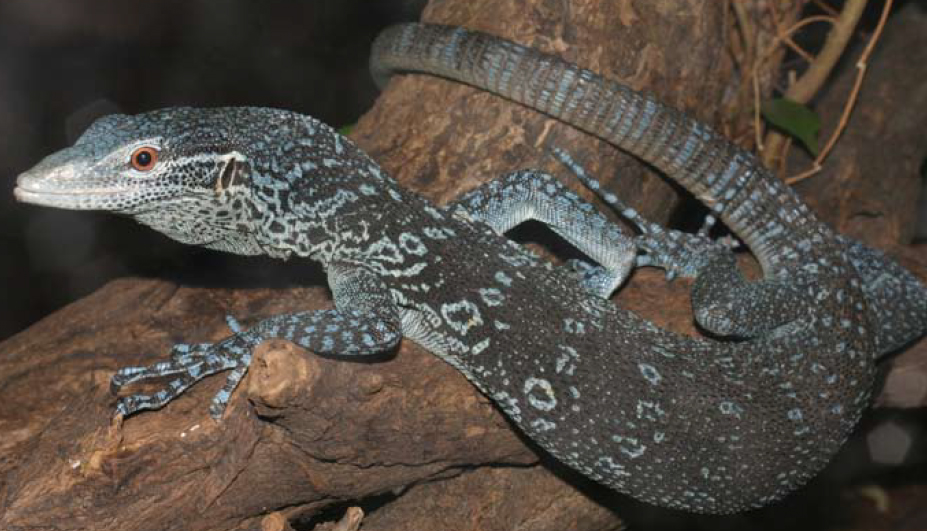 First Captive Breeding of the Blue Tree Monitor Varanus macraei Böhme & Jacobs, 2001 at the Plzen and Cologne Zoos