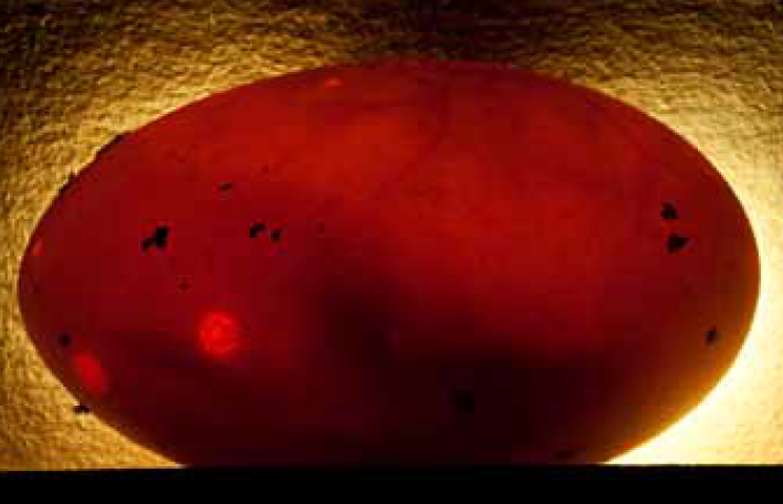 Notes on the Husbandry and Breeding of the Black Tree Monitor Varanus (Euprepiosaurus) beccarii (Doria, 1874)