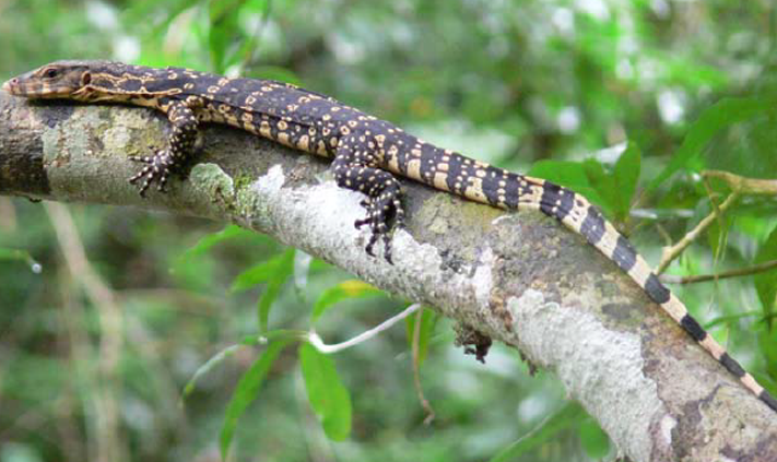 Geographical Distribution and Regional Variation of Varanus salvator macromaculatus in Thailand