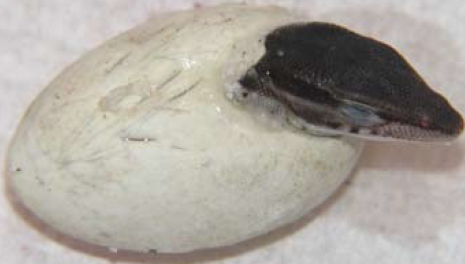 Mending a Ruptured Varanus acanthurus brachyurus Egg