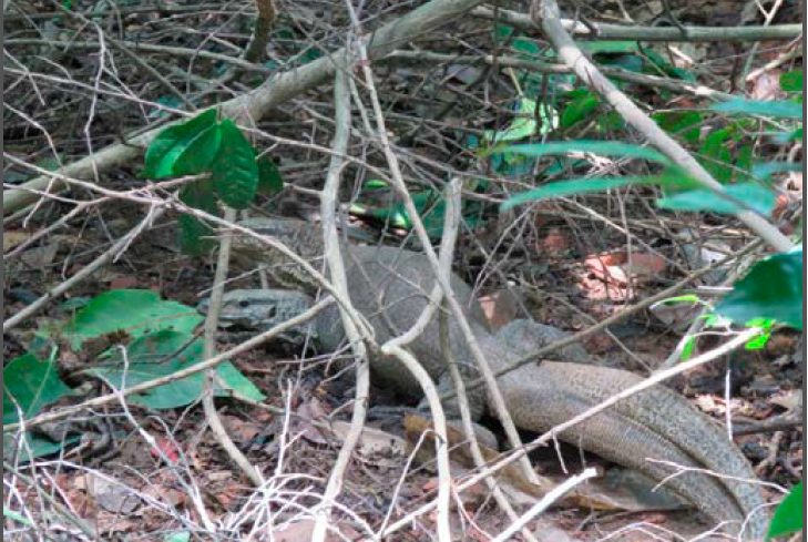 An Observational Note on Mating Behavior and Male-Male Combat of the Bengal Monitor Varanus bengalensis (Daudin, 1802) in the National Botanical Garden, Dhaka