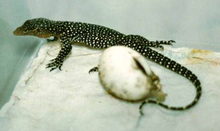 Successful Husbandry and First Breeding of Varanus juxtindicus Böhme et al., 2002, with Remarks on the Development of Juveniles of this “Rarely-Kept” Endemic Solomon Monitor Species