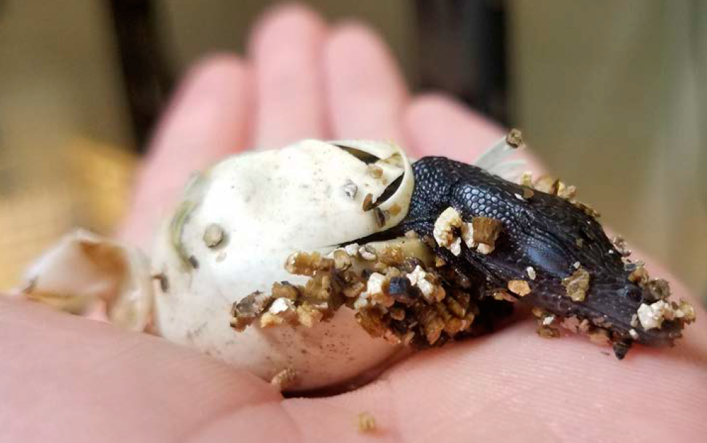 Successful Hatching of a Patched Varanus beccarii (Doria, 1874) Egg at the Saint Louis Zoo