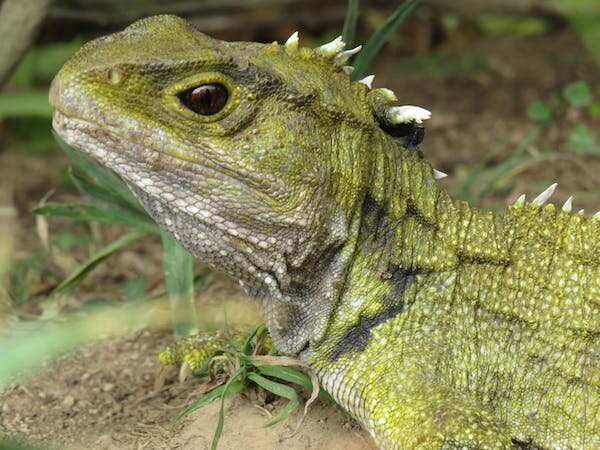 Reintroducing of Tuatara Could Be More Difficult than Expected