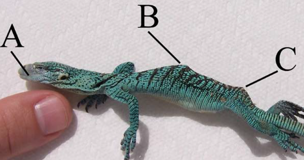 Remarks on Osteological Deformities in a Captive-bred Emerald Tree Monitor, Varanus prasinus