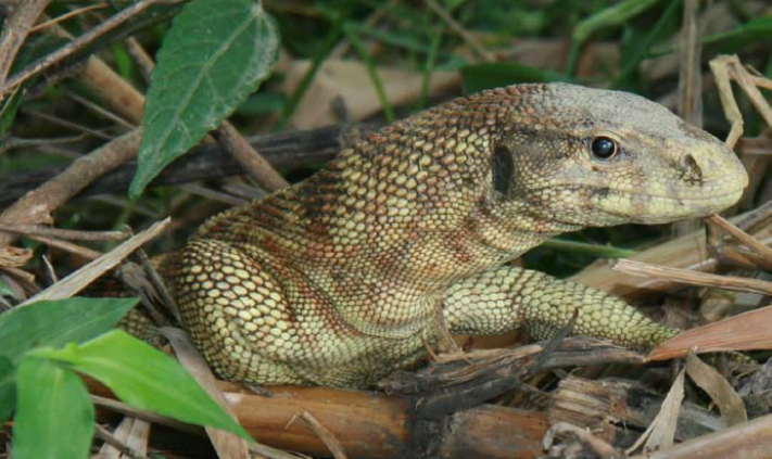 Conservation Status of Varanus flavescens in Chitwan, Nepal