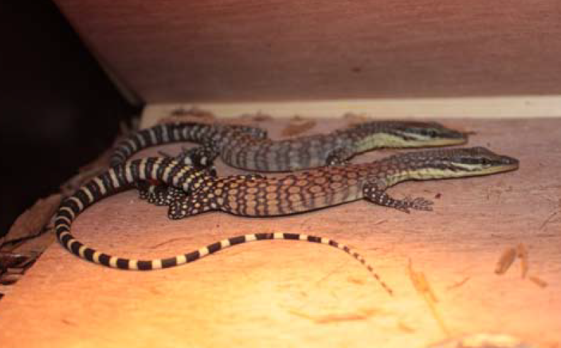 Husbandry and Reproduction of Varanus glauerti in Captivity