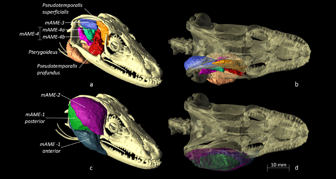 The Terrific Skink Bite Force Suggests Insularity as a likely Driver to Exceptional Resource Use