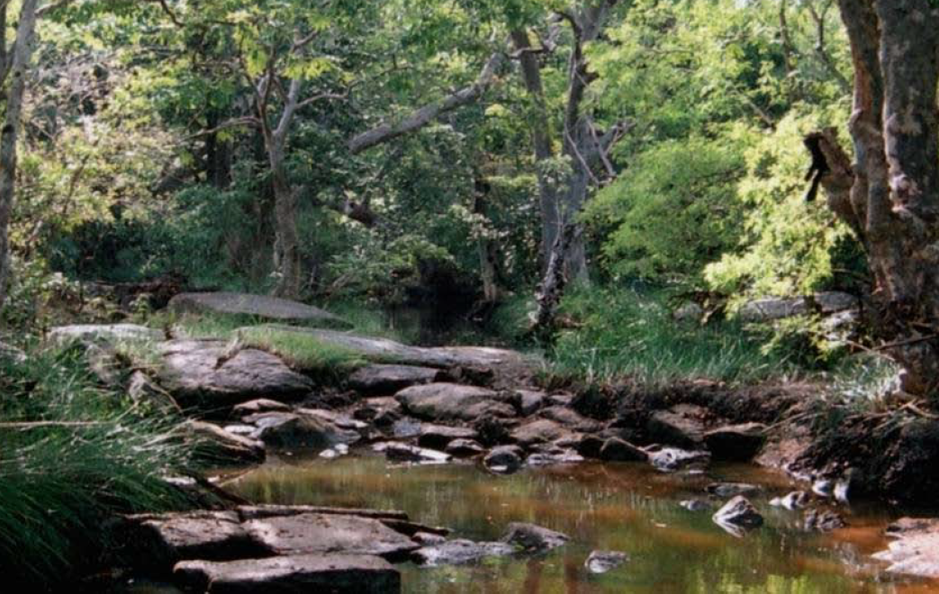 A Remarkable Feeding Behavior and a New Distribution Record of Varanus salvator salvator (Laurenti, 1768) in Eastern Sri Lanka