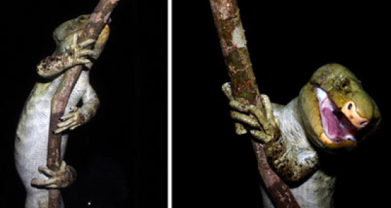 An Indigenous Perspective on the Conservation of an Insular Endemic: the Prehensile-tailed Skink Corucia zebrata on the Solomon Islands