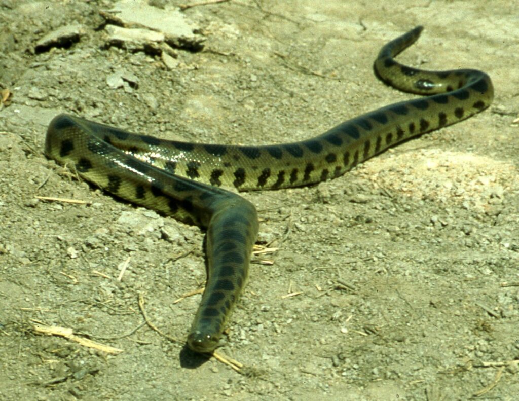 The fourth Anaconda species Eunectes beniensis. Credit: Lutz Dirksen