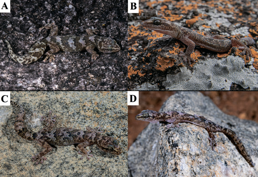 Rock Island Melody Remastered: Two New Species in the Afroedura bogerti Loveridge, 1944 Group from Angola and Namibia