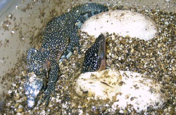 Husbandry and Reproduction of the Peach-throated Monitor Varanus jobiensis in Сaptivity