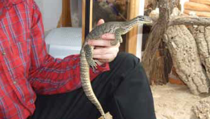 Observations on Parthenogenesis in Monitor Lizards