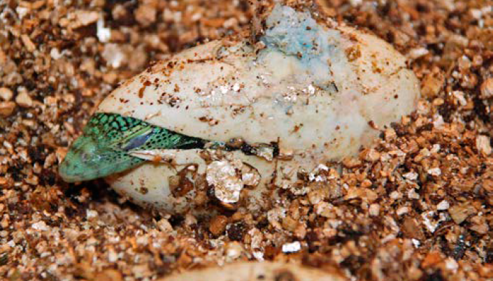 Successful Repair of an Emerald Tree Monitor (Varanus prasinus Schlegel, 1839) Egg at Bristol Zoo Gardens