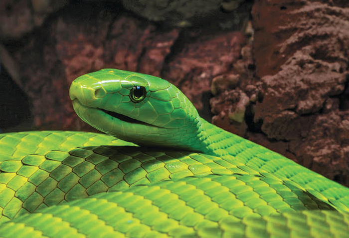 Researchers Analyzed and Compared the 26 Snake Venoms from Sub-Saharan Africa