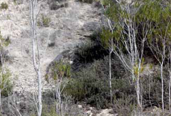 In Situ Copulation and Intersexual Den Sharing in Varanus albigularis albigularis (Daudin, 1802), Eastern Cape, South Africa