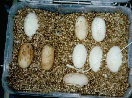 Notes on Breeding Varanus albigularis in Captivity