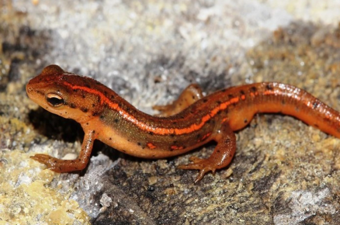 FWC Approves State Listing of Striped Newt as Threatened