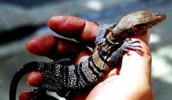 Husbandry and Reproduction of Varanus olivaceus Hallowell (Sauria:Varanidae) at the Avilon Montalban Zoological Park