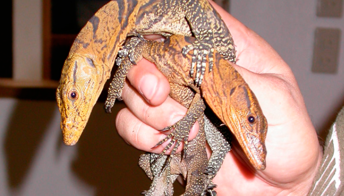 A Dubious Account of Breeding Varanus olivaceus in Captivity at the Paradise Reptile Zoo in Mindoro, Philippines