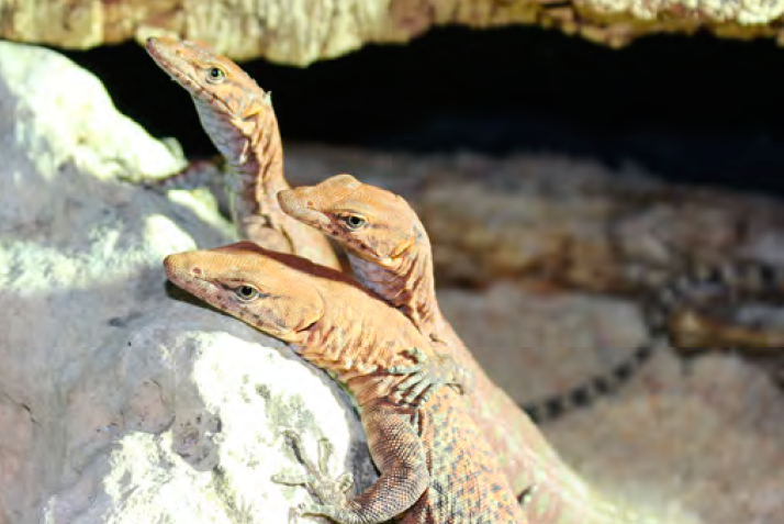 First Breeding Report of the Pilbara Rock Monitor (Varanus pilbarensis Storr, 1980) in Spain with Taxonomic Comments on the Recently Described V. hamersleyensis Maryan et al., 2014