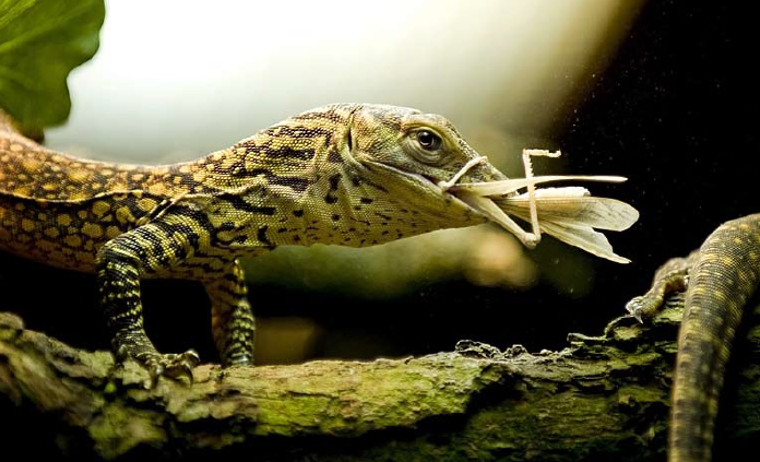 A Third Captive Generation of Komodo Dragons (Varanus komodoensis) at Rotterdam Zoo, The Netherlands