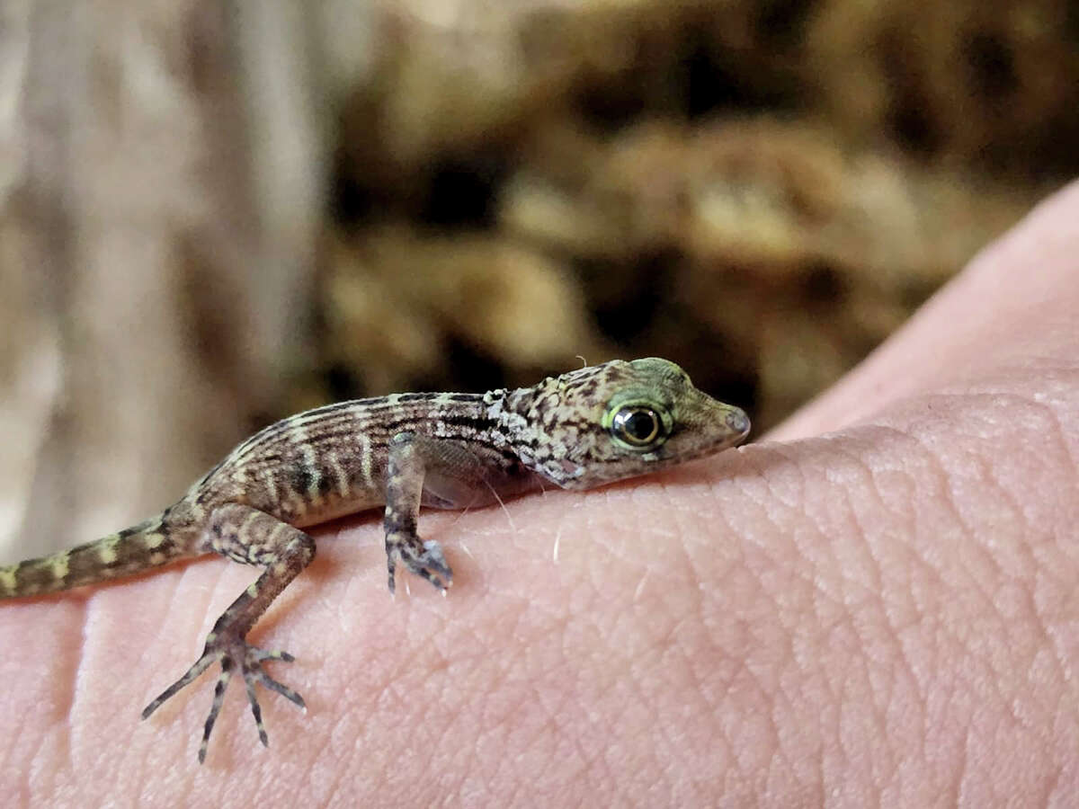 San Antonio Zoo’s Reptile House is the First One to Successfully Breed a Very Rare and Endangered Gecko