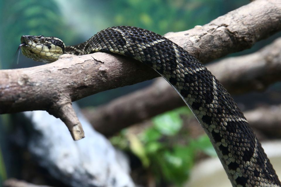 Jararacussu Viper Venom May Become Fool in fight Against COVID
