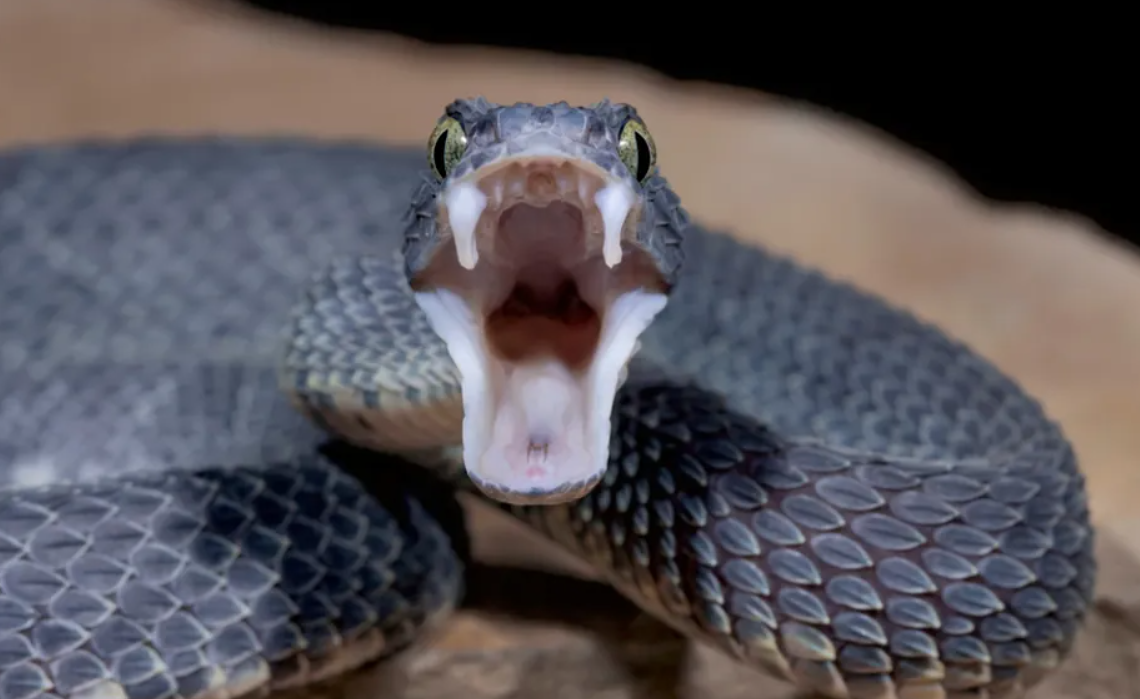 Human Genome Contains Genes that Support the Production of Oral Venom