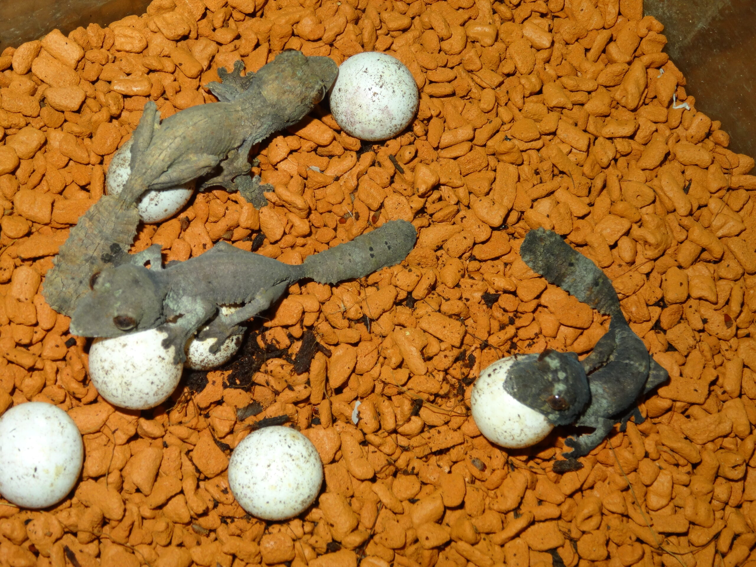 Data on the Reproductive Biology and Temperature-dependent Patterns of Henkel’s Leaf-tailed Gecko, Uroplatus henkeli, at the BION Terrarium Center