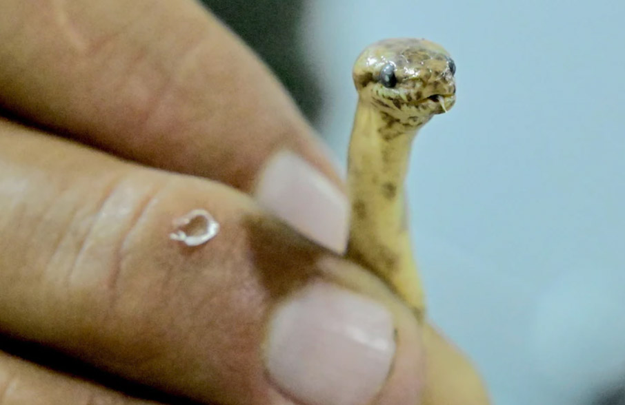 A New Dwarf Boa Species Was Dicovered in Amazon Area