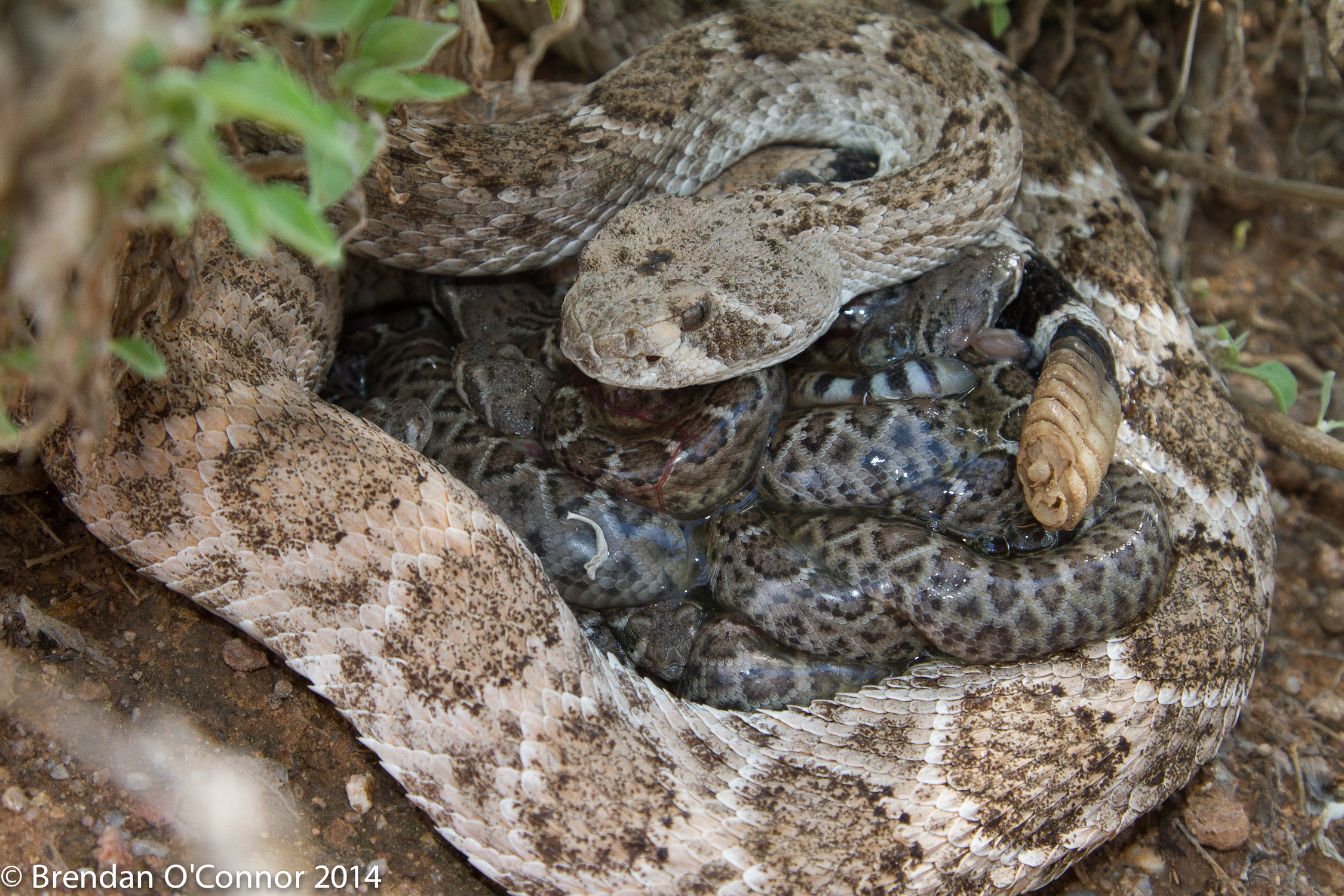 Exceptional Long-term Sperm Storage by a Female Vertebrate