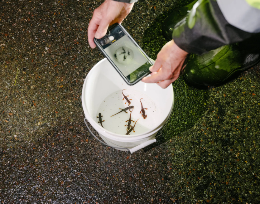 A “Big Night” for Newts and for a California Newt Brigade