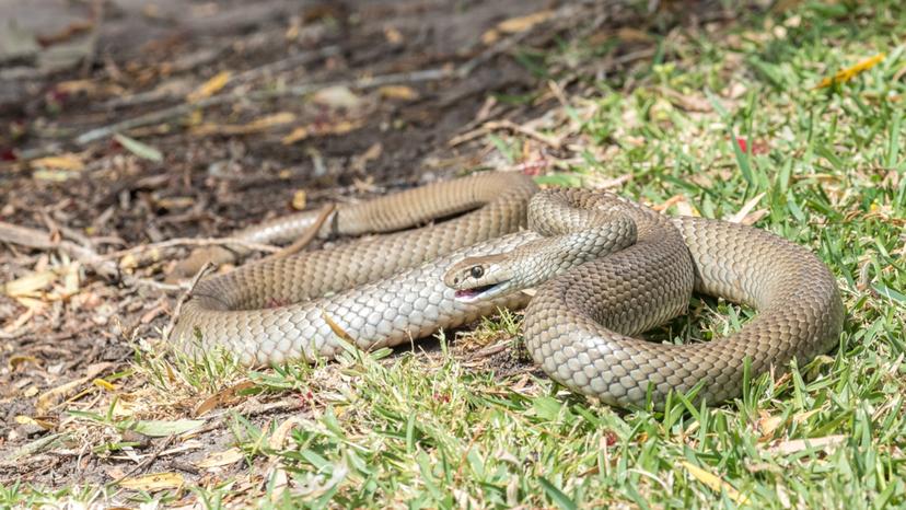 Snakes Are Certainly not Deaf and Can Hear Airborne Sounds
