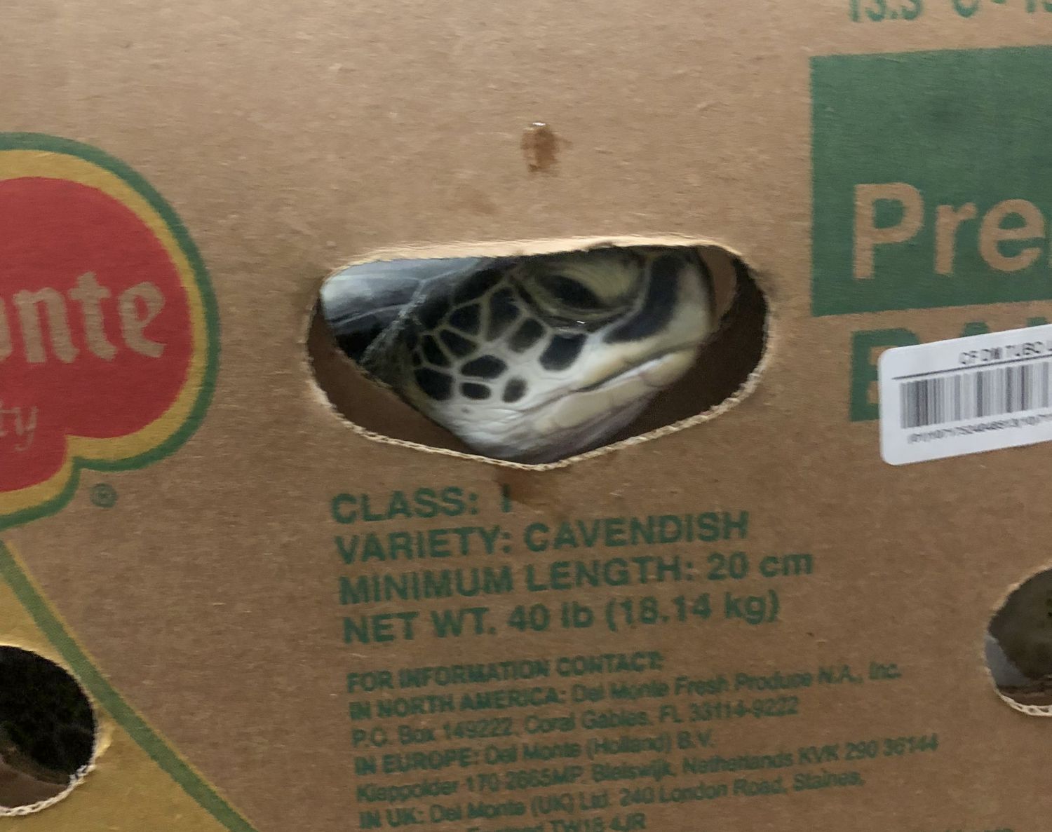 The North Carolina Aquariums Released a 107 Rehabilitated Cold-Stunned Sea Turtles