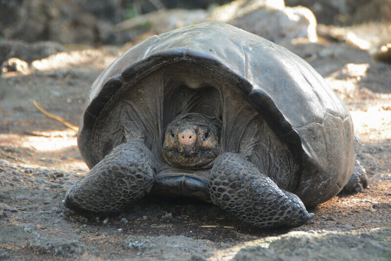 Fernandina Giant Tortoise Came Back from Extinction after a Century